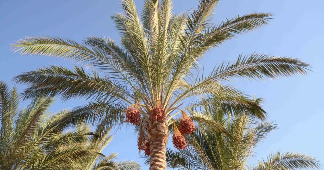 النخيل المثمر والزينة