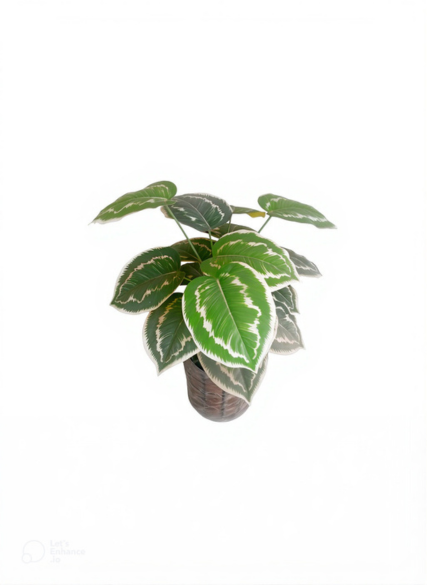 نبات كالاتيا ميداليون الصناعي