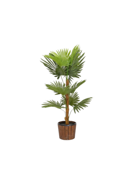 نبات النخيل المروحي الصناعي