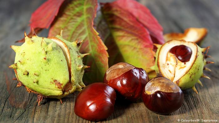 أشجار المكسرات 