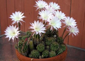 الصباريات والعصاريات