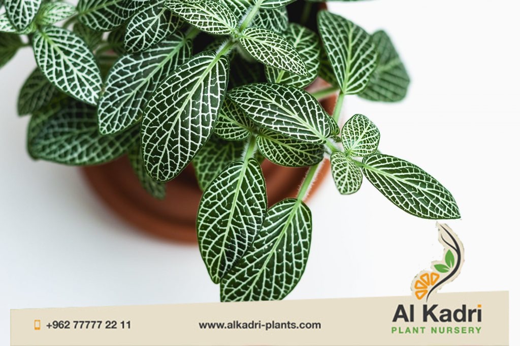 النباتات الداخلية