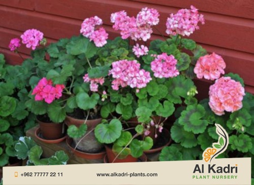 الورود الدائمة والموسمية 