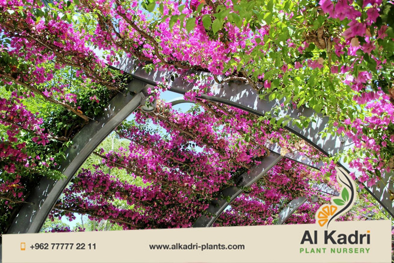 المتسلقات الزينة