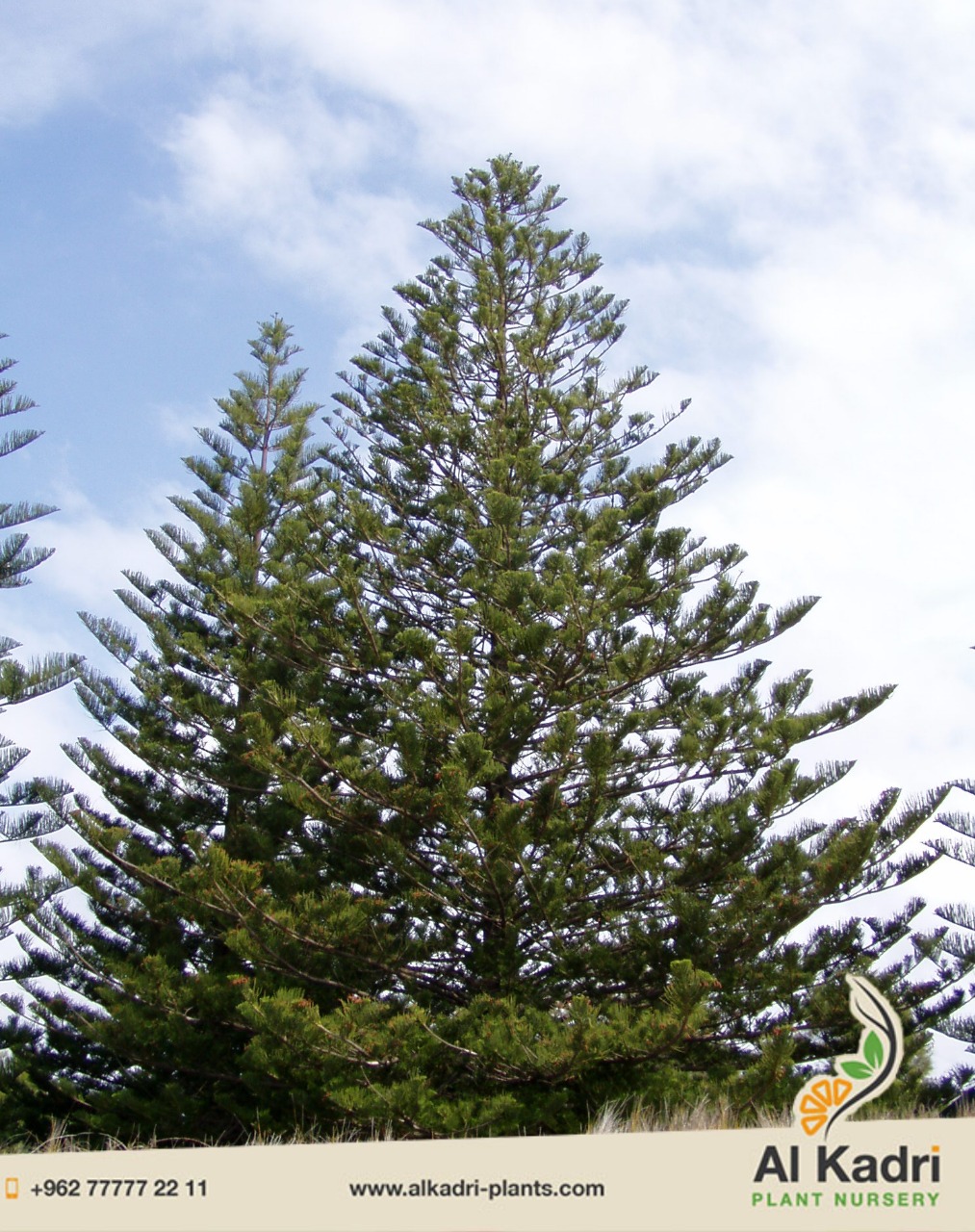 اشجار الحرجيات