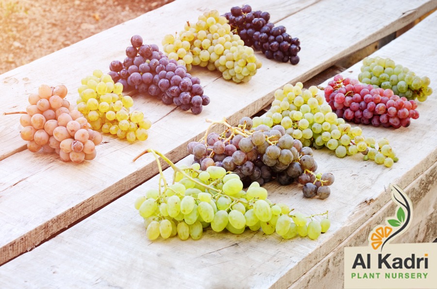 العنب باصنافه 