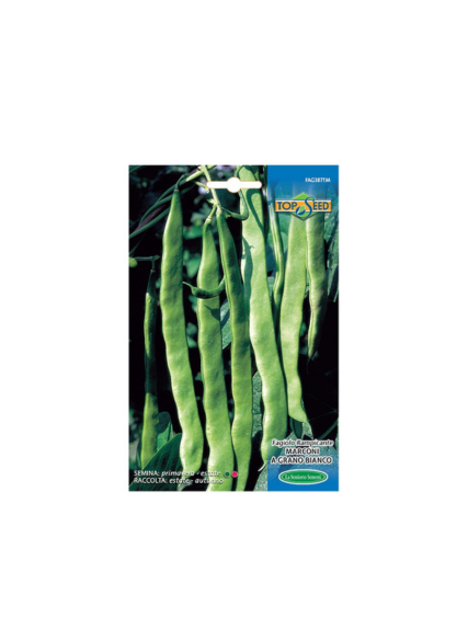  فاصولياء متسلقة حب أبيض 