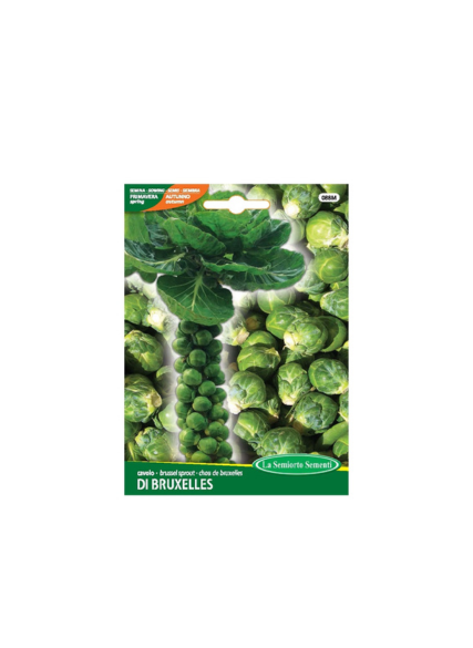 ملفوف بروكسل نصف قزم 