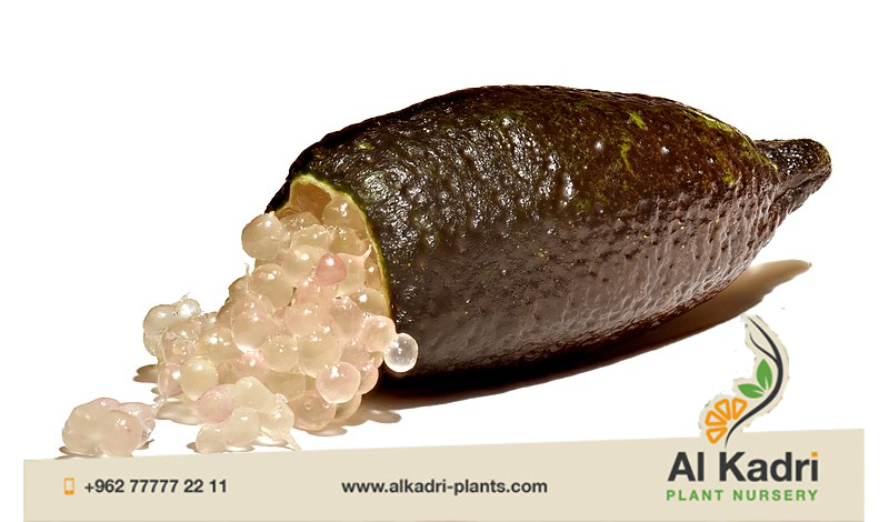 ليمون الكافيار