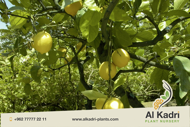 الليمون وأنواعه 