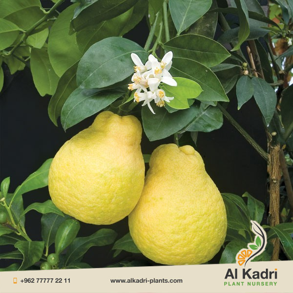 الليمون الحلو