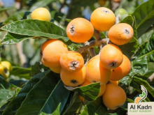 Loquat 