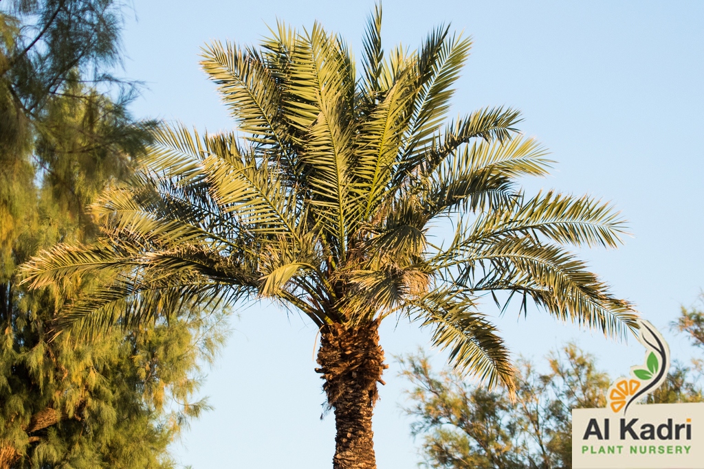 النخيل المثمر 