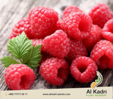 التوت البري 