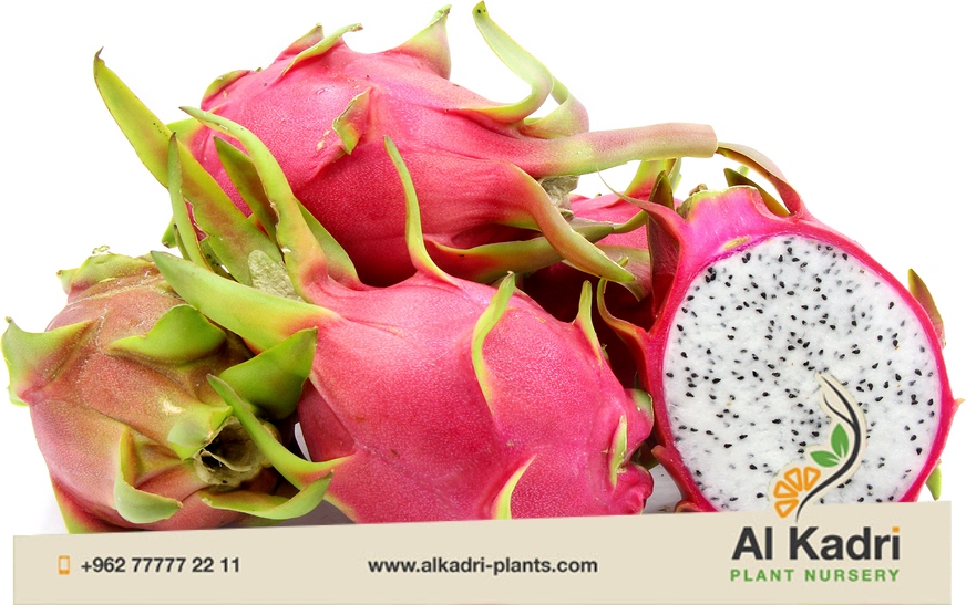 Dragon Fruit