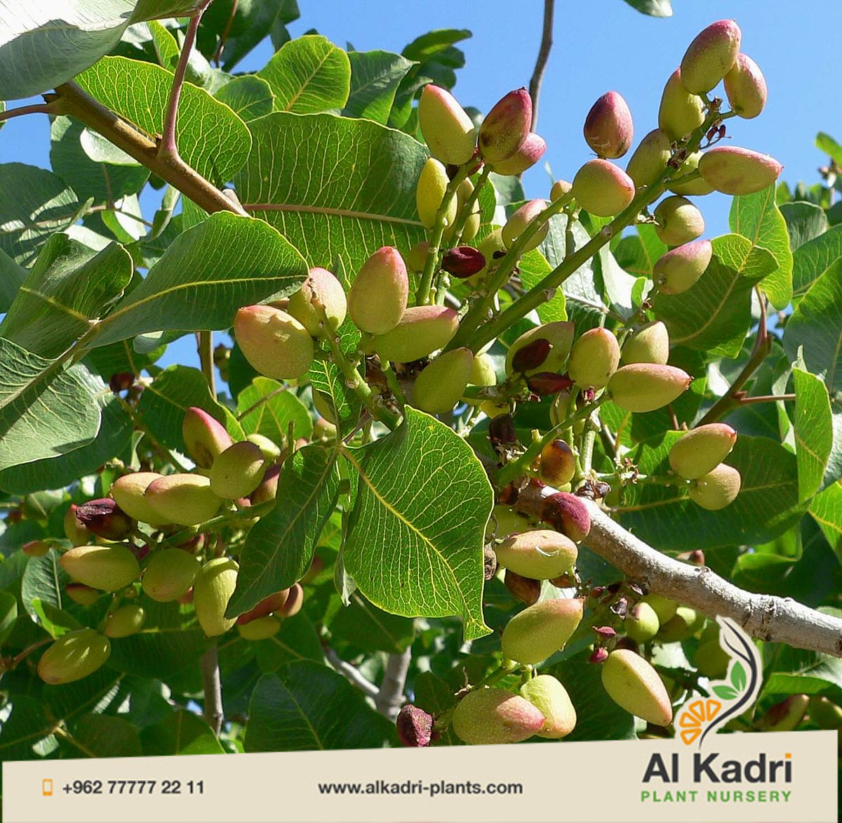 الفستق الحلبي