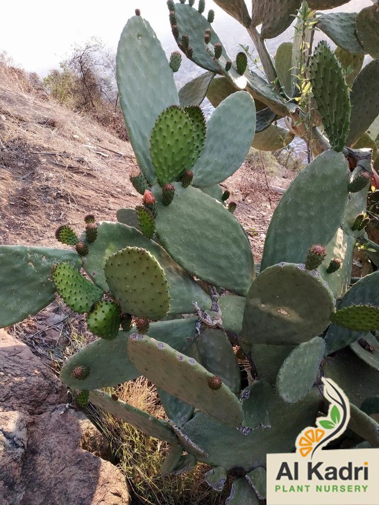 Fruit-bearing Cacti