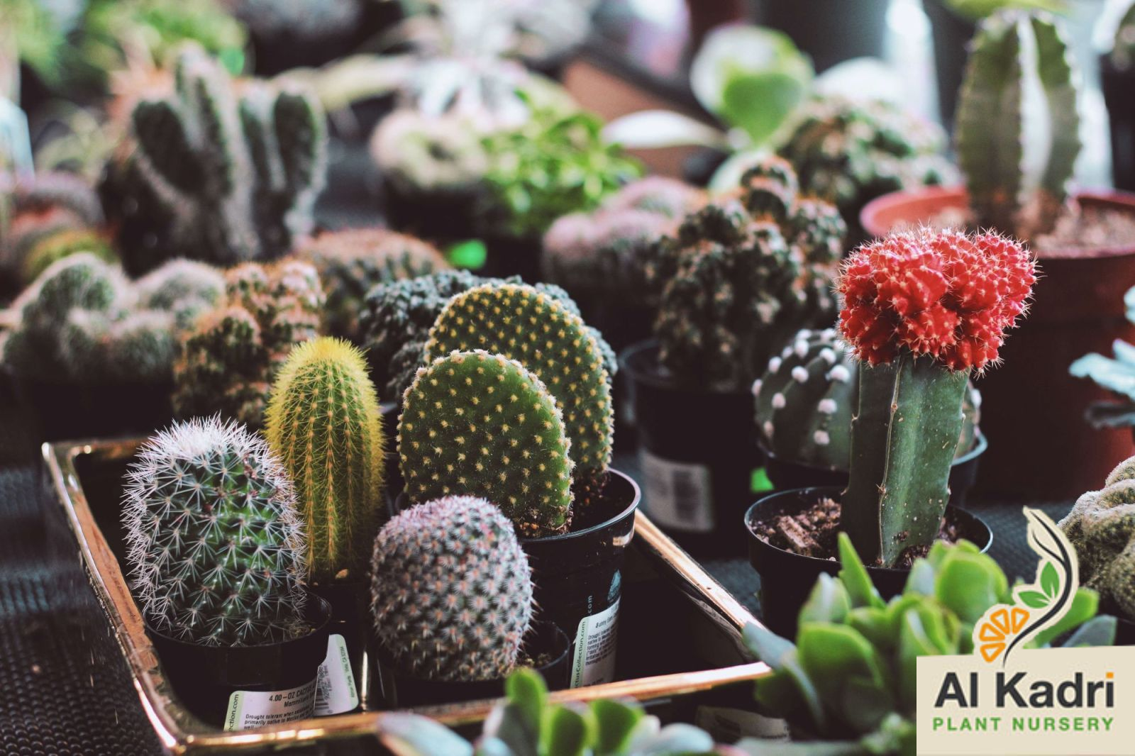 Ornamental Cacti and Succulents
