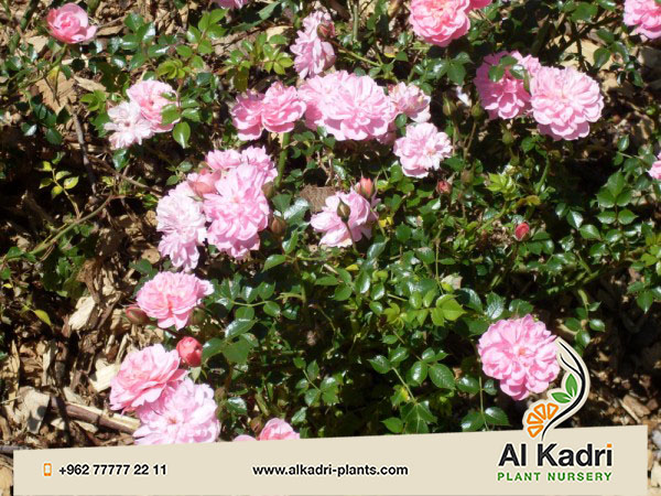 الورد القزمي