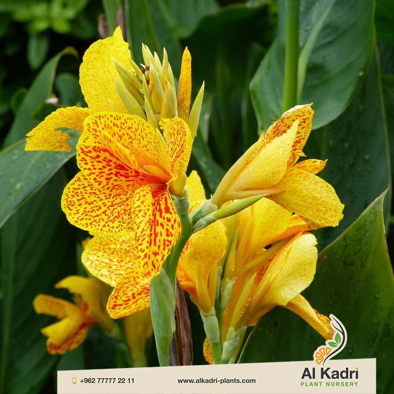 الكنّا الهندية