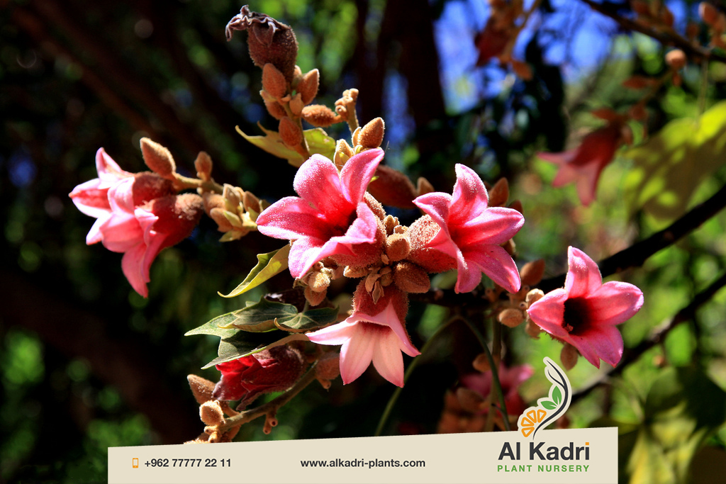 استركوليا لوريدا 