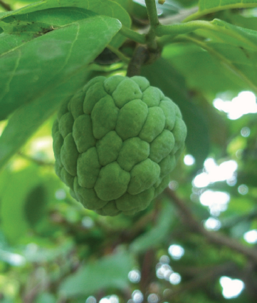 الفواكة الاستوائية