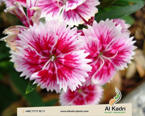 الورود الدائمة والموسمية