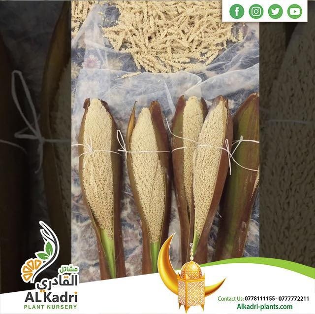 لقاح النخيل