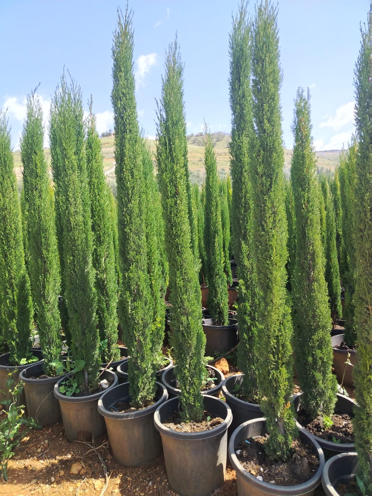 سرو ايطال Mediterranean cypress
