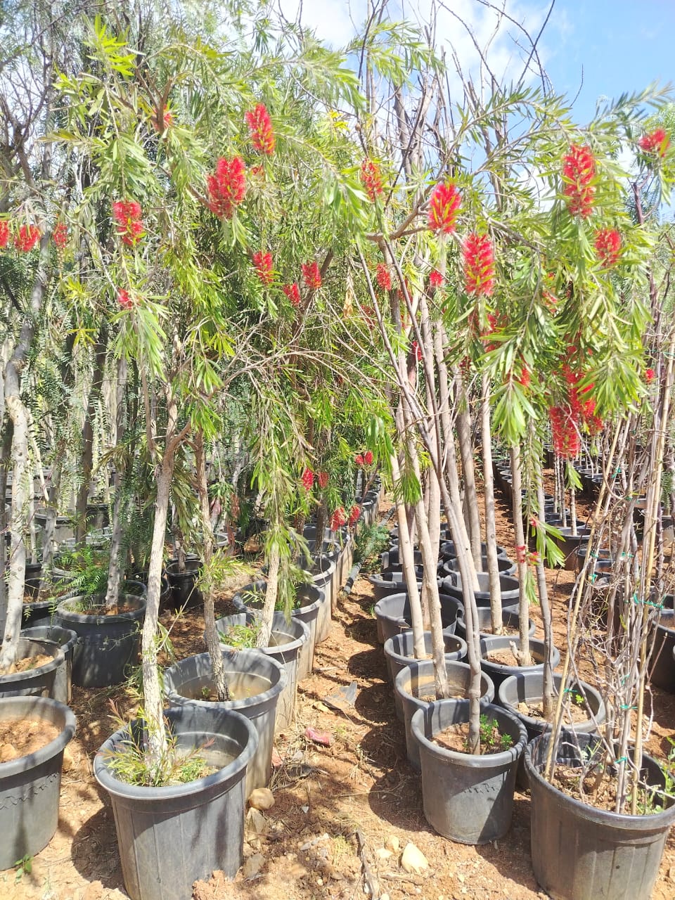 فرشاة الزجاجة Melaleuca viminalis