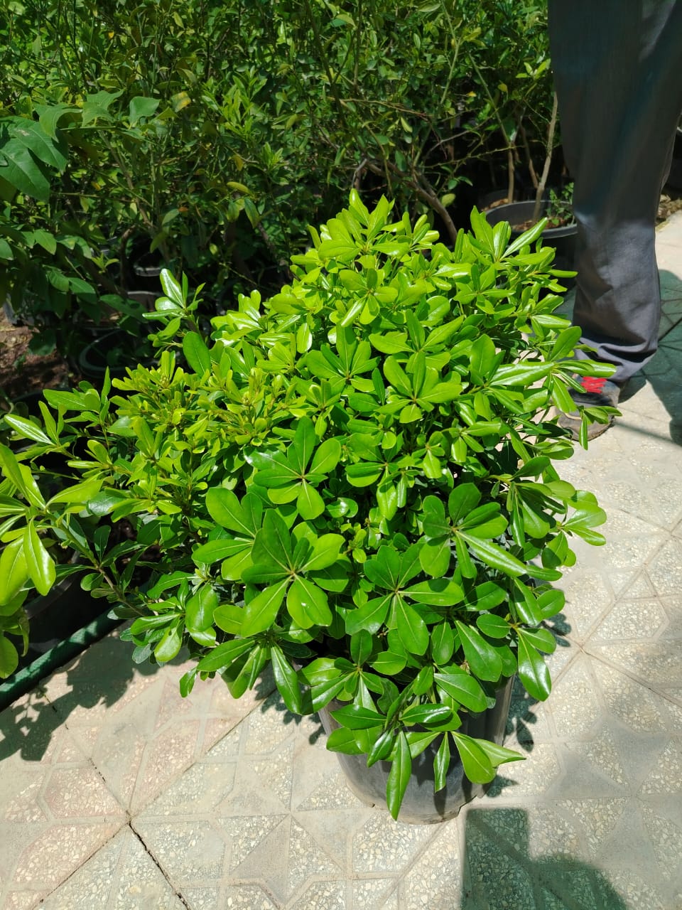 نبات البتسبورم  Pittosporum tobira