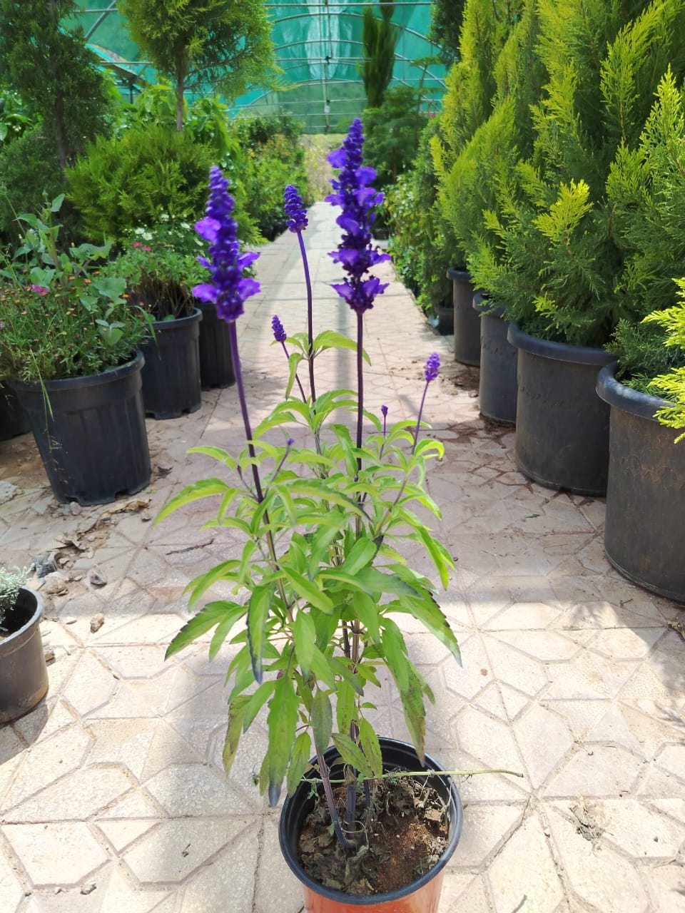  لافندر Lavandula angustifolia