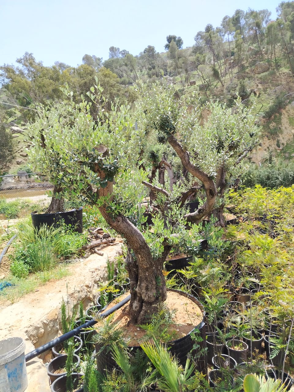 زيتون Olea europaea 