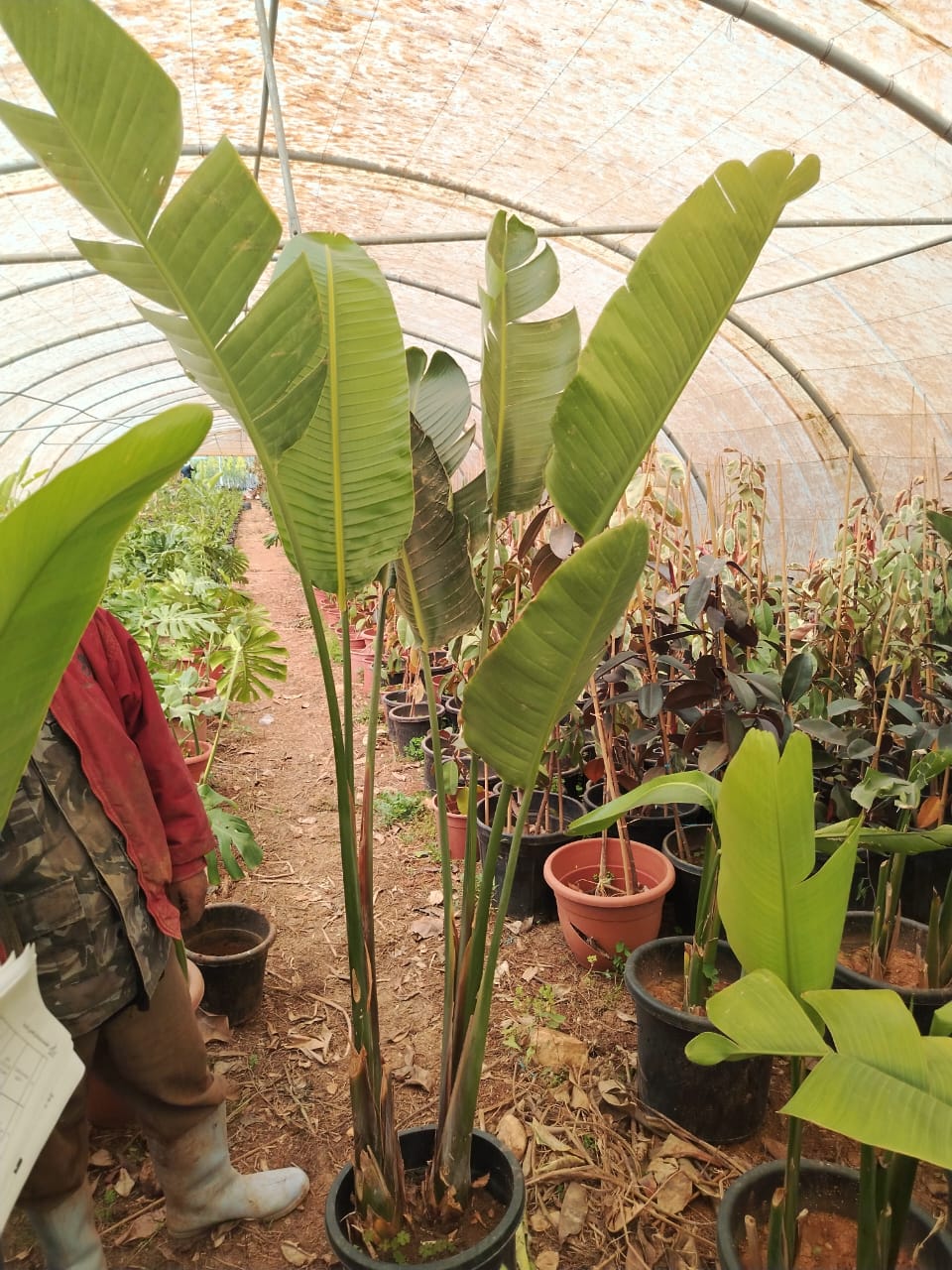  عصفور الجنة Bird of paradise