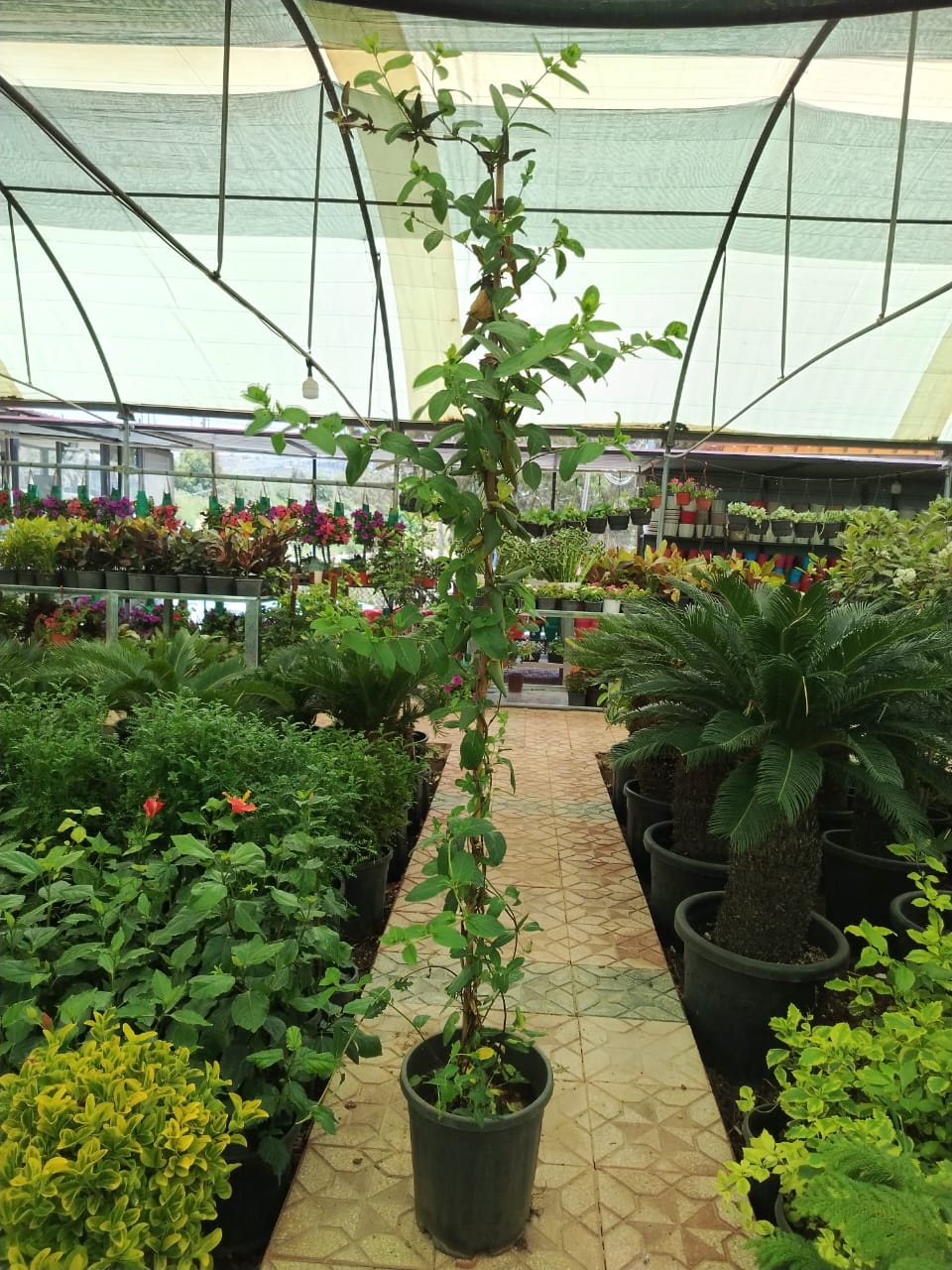 ياسمين بلدي Jasminum officinale  