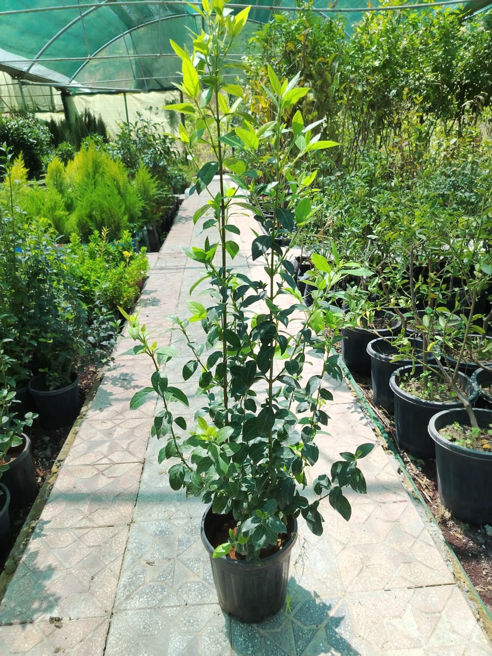 فايبيرنم  Viburnum  tinus