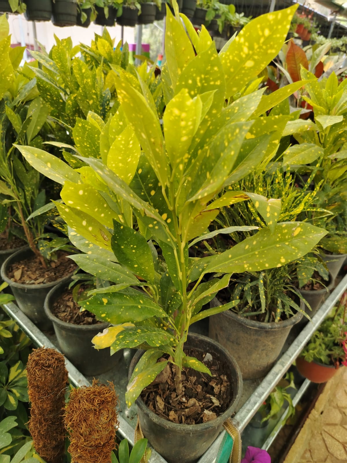 نبات غبار الذهب  Gold Dust Plant