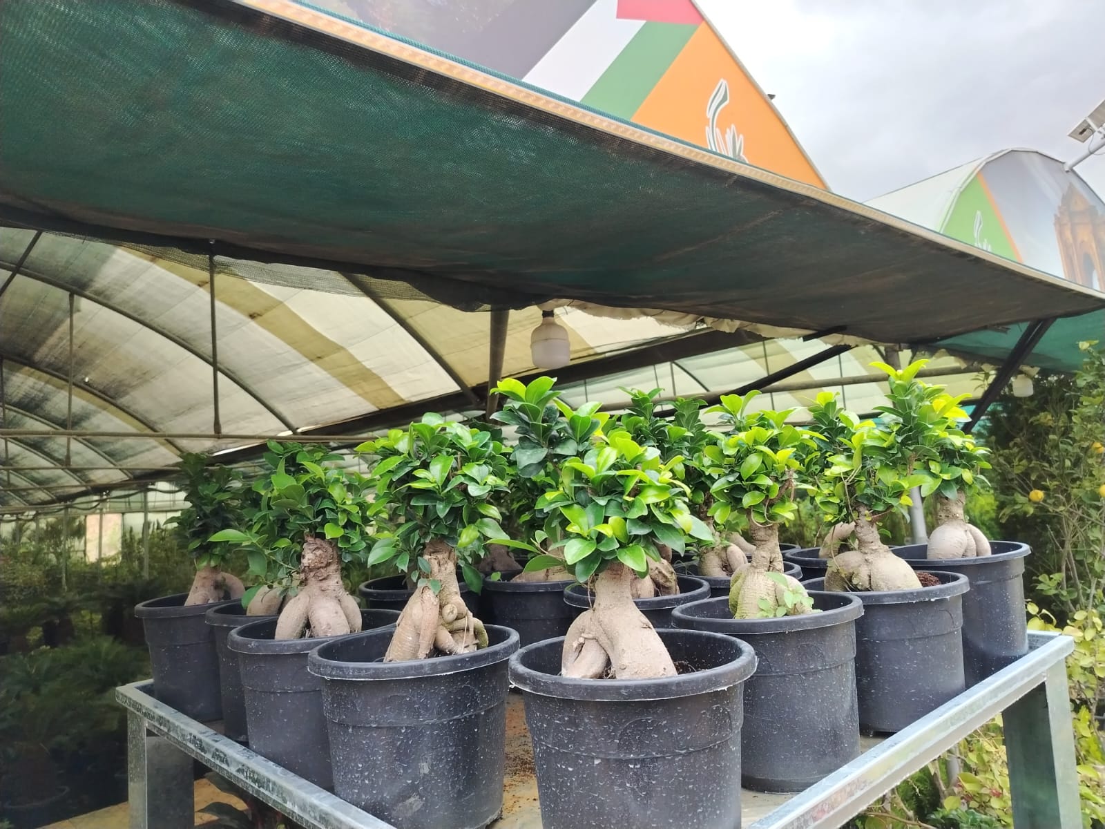 البونساي Bonsai