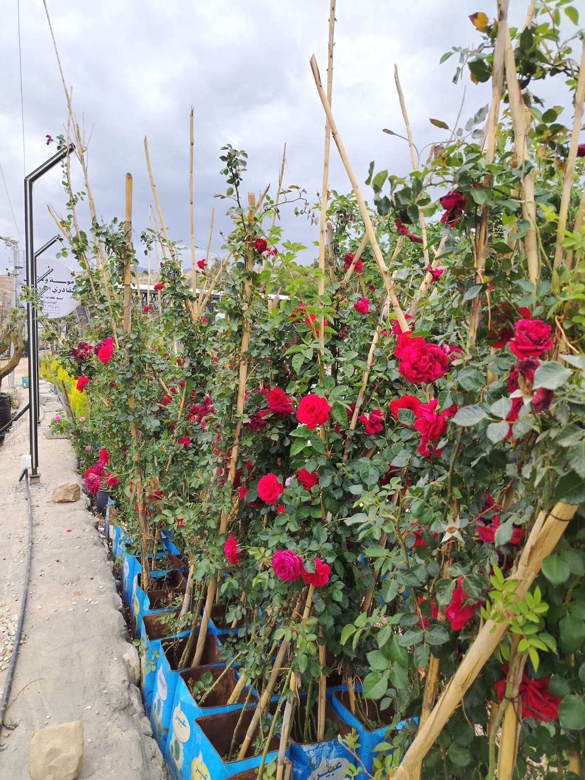 ورد جوري متسلق Rosa Damascena