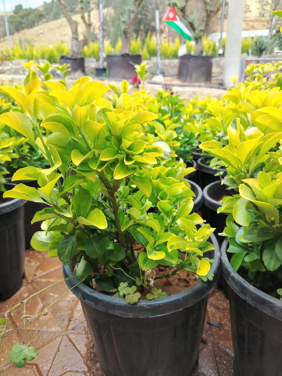  نبات المرجان Euonymus jabonicus