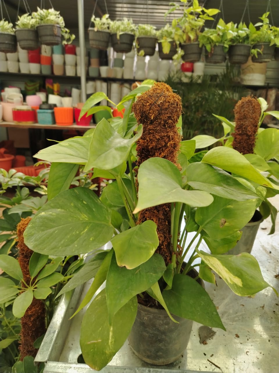 نبات رجل البطة Syngonium podophyllum