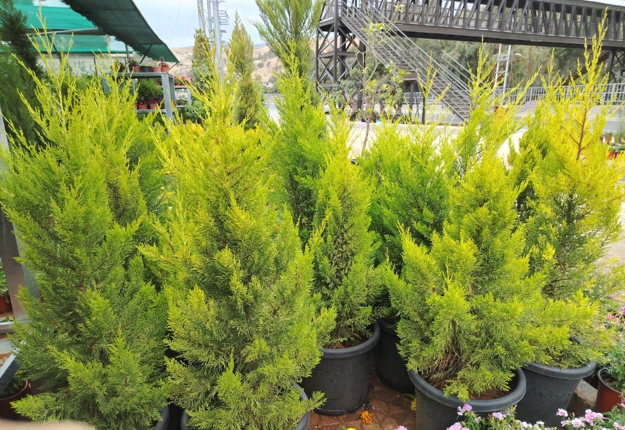  جولد ستار  Cupressus macrocarpa