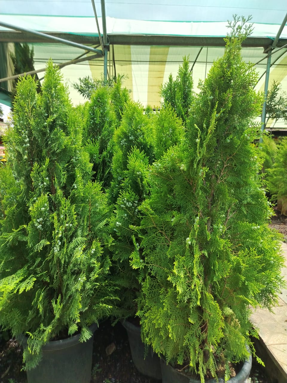 شجرة الثويا  Platycladus orientalis