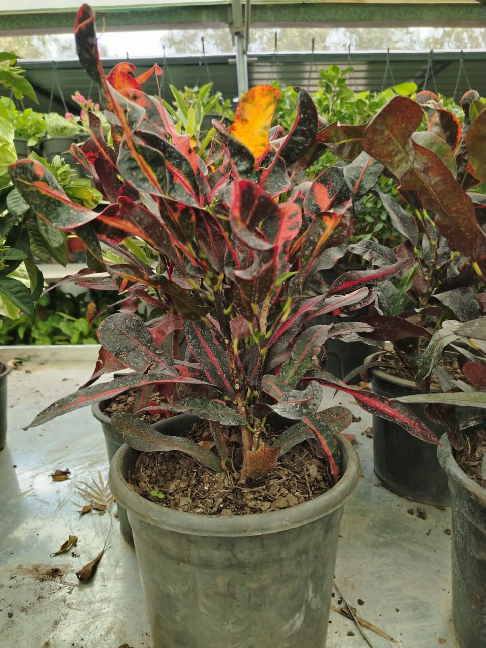 كروتون  Codiaeum variegatum 