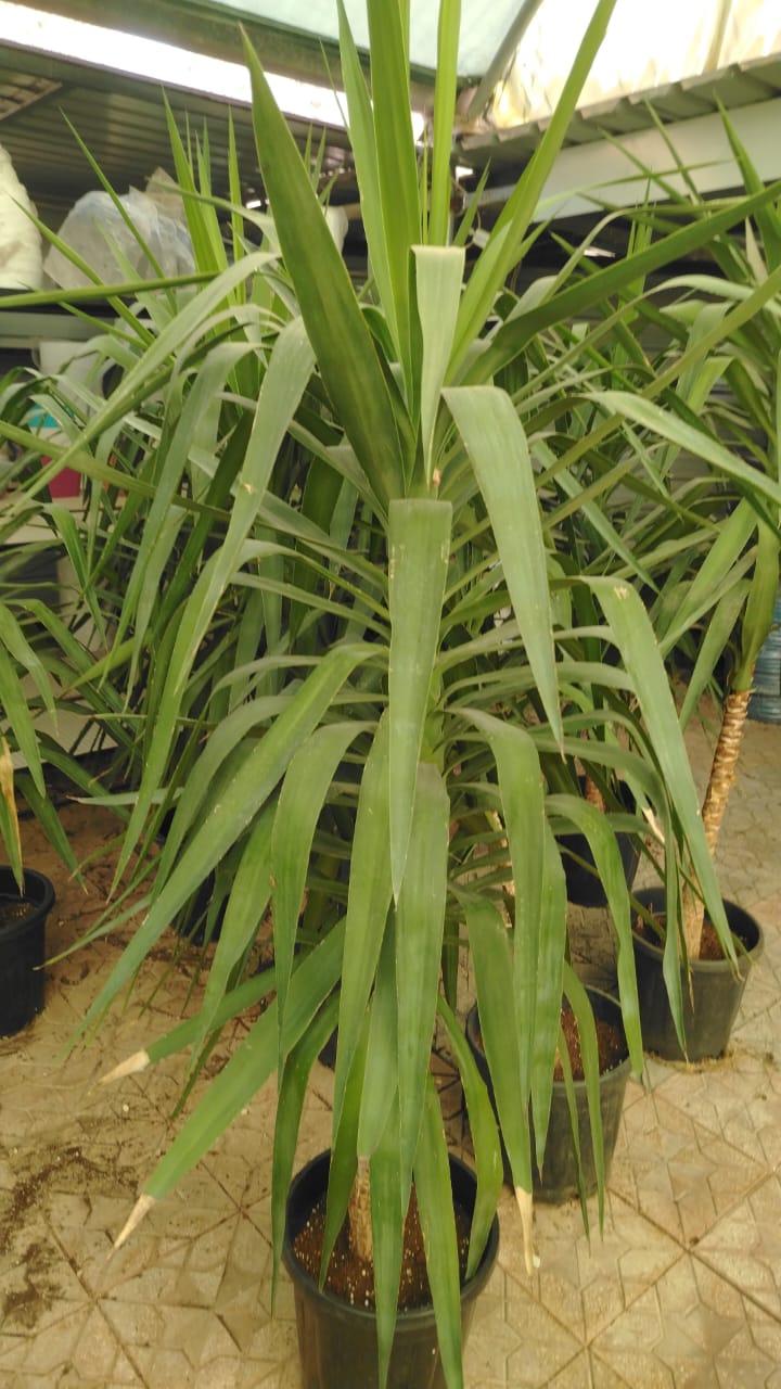 يوكا Yucca