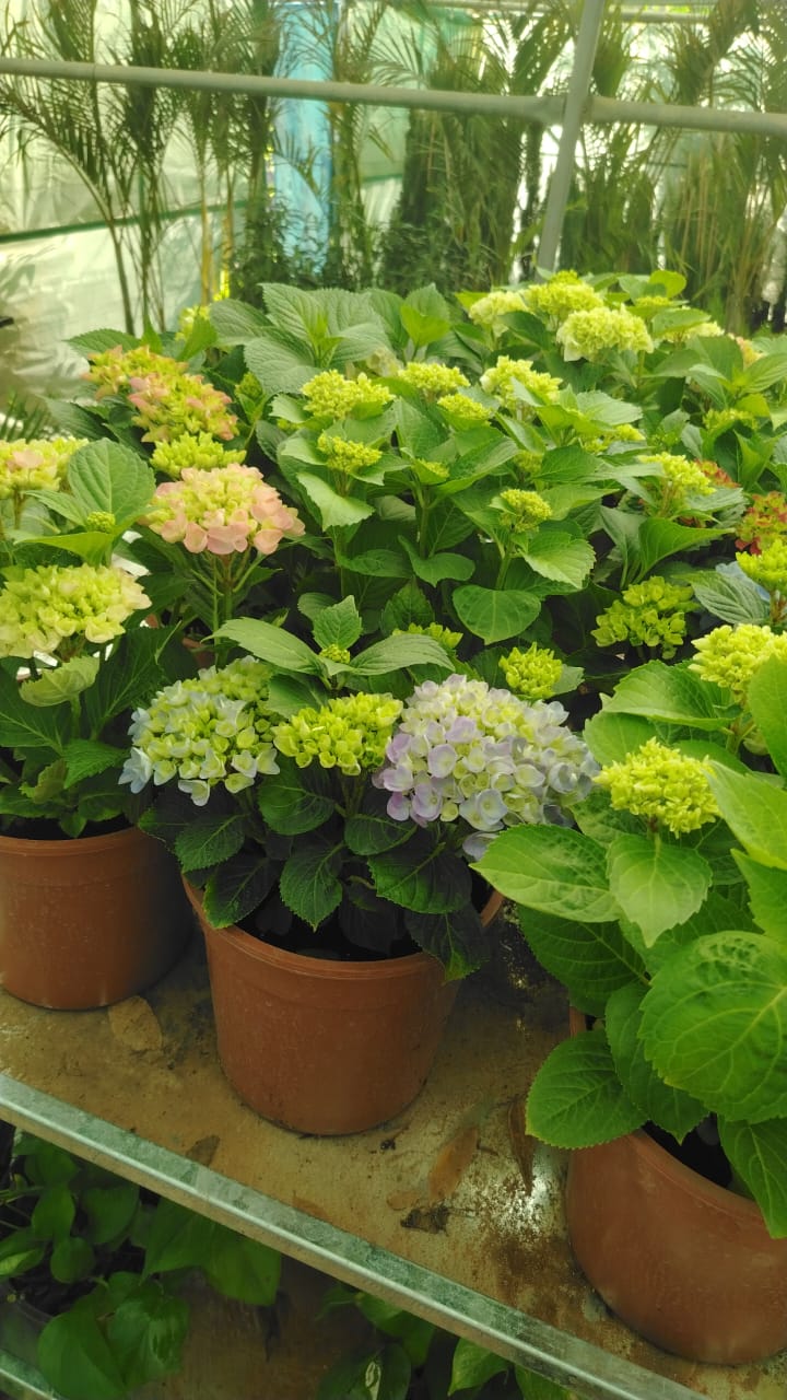 قرطاسية Hydrangea macrophylla