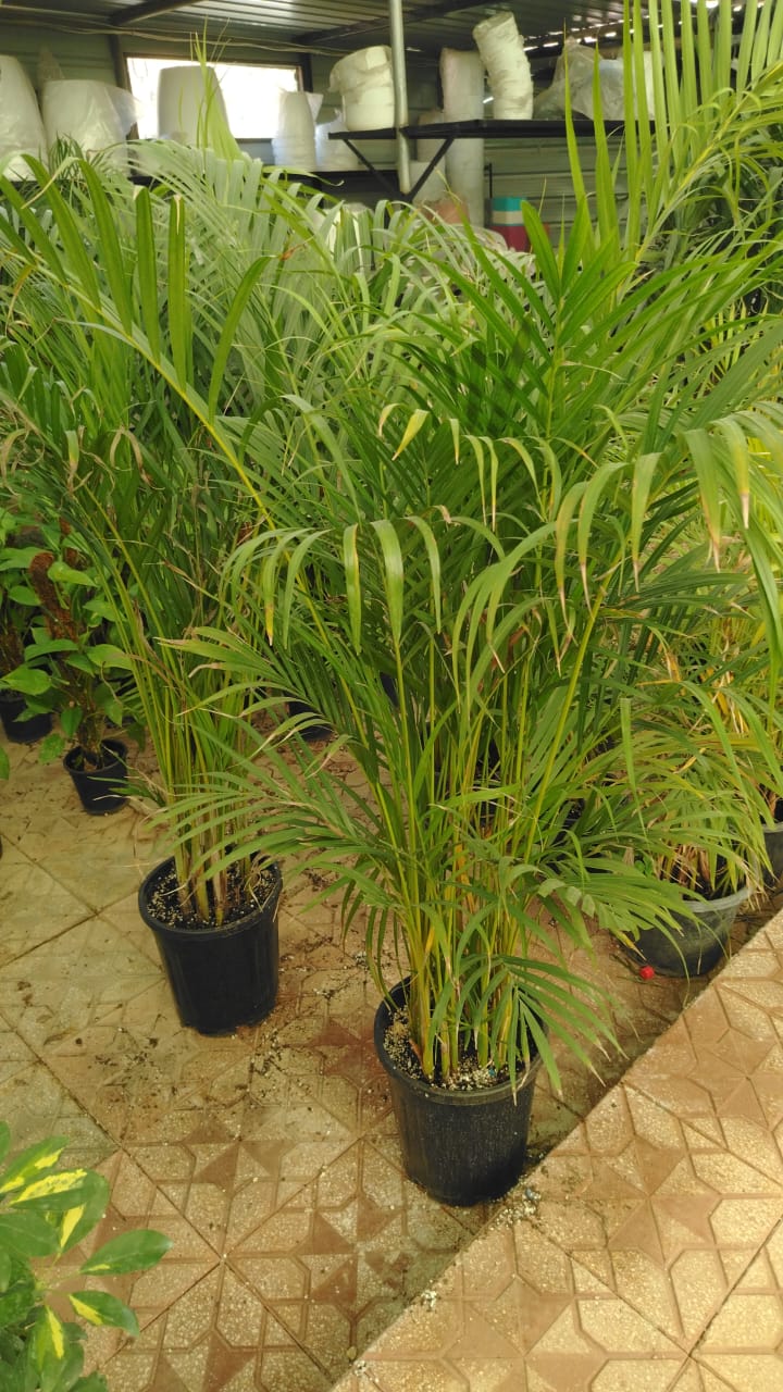 اريكا Dypsis lutescens