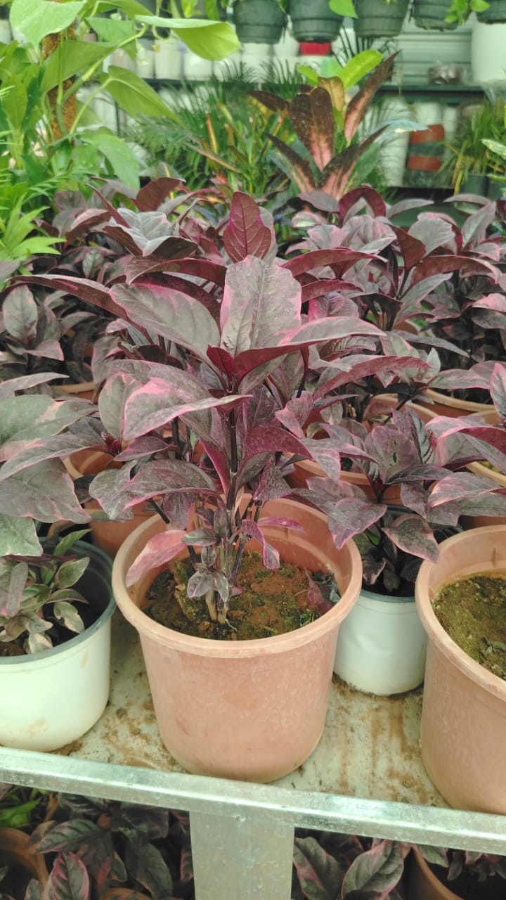 نبات النحاس  Acalypha wilkesiana