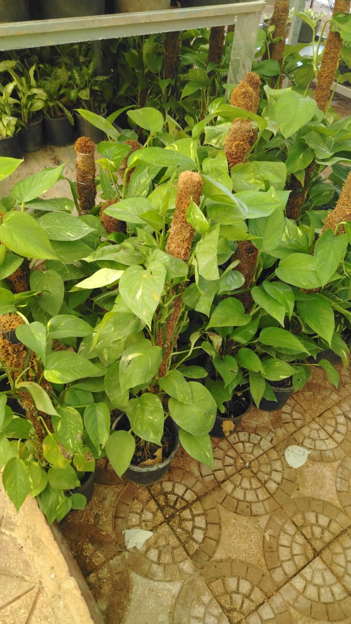 قلب عبدالوهاب Epipremnum aureum