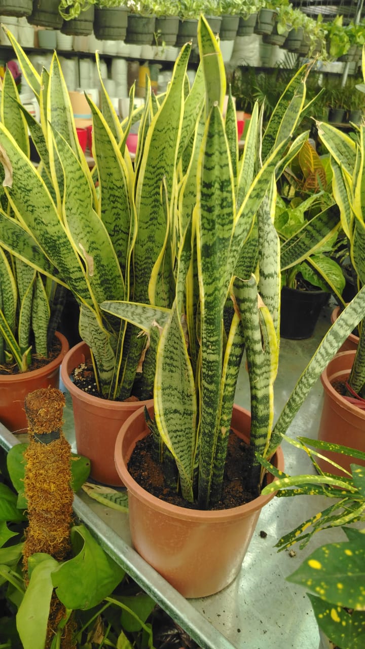 جلد النمر Sansevieria trifasciata